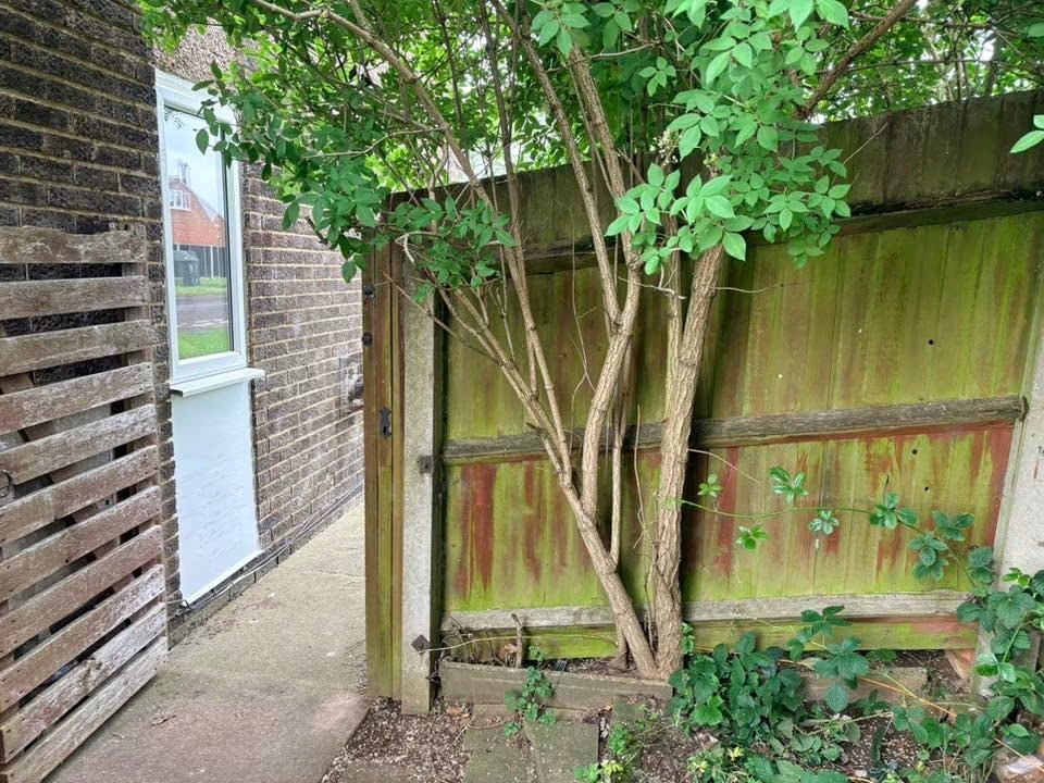 Old weathered algae-covered timber fence before replacement